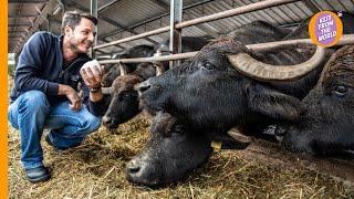 Buffalo mozzarella cheese: how the Queen of Italian mozzarella is made in a family farm