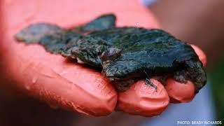 Harmful Algal Blooms in the Virgin River, Zion National Park