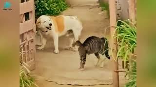 Cat vs Dog #animals #funny #cat #dog #Ananta