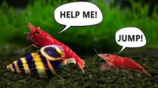 Assassin Snail Attacks Shrimp! You Won't Believe This! (Talking Shrimp)