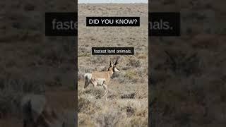 The Animal Archives: Antelope