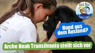 Hund aus dem Ausland - Rumänien adoptieren / Tierheim Arche Noah Transilvania