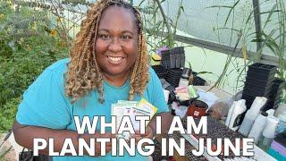 Can You Still Plant in June? | How to do Succession Planting