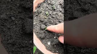バジル鉢栽培 Part3
