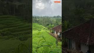 suasana rumah dipesawahan bikin adem ayem#videoshorts #kampungsunda||video@hilmi_chanell