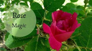 The Magic of Roses