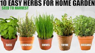 Top 10 Easy To Grow Herbs For Beginners | SEED TO HARVEST