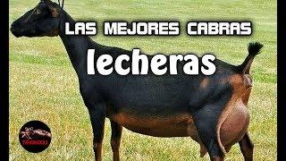 LAS MEJORES CABRAS LECHERAS DEL MUNDO – La mejor cabra lechera del mundo