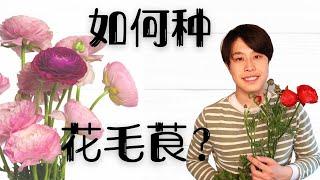 【小亨园艺】如何种花毛茛/芹叶牡丹？花毛茛养护种植方法～～