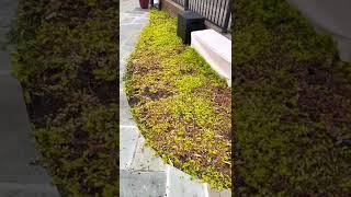 Creeping Jenny Plant Review