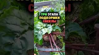 Три этапа подкормки свеклы #дача #огород #секреты #сад #урожай #морковь