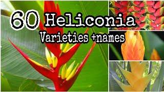 TOP 60 Heliconia Plants Different Types and Varieties #tropical plant