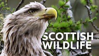 The Spectacular Wildlife Of Springtime Scotland | Scotland: A Wild Year | All Out Wildlife