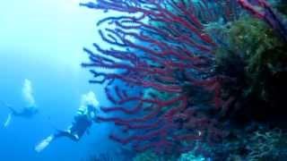 Buceo en Ibiza (Portinatx, Es Vedrà, Plataforma) (diving)