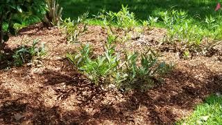 Tracy's butterfly garden part 2.