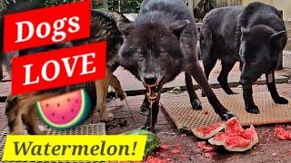 DOGS LOVE WATERMELON - Pack Feeding