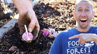 This Clever Method of Planting Garlic Makes it TOO EASY to Maximize Your Yield in the Garden