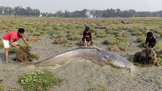 Unbelievable Dry Season Fishing ️ Search Catfish In Secret Big Grass Hole  Big fish Catching Video