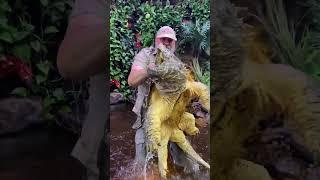 Huge Alligator Snapping Turtle! #american #alligatorsnappingturtle #reptile #zoo #livingthedream