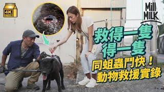 #MM｜直擊15小時動物救援實錄 烏蠅蟲侵蝕流浪狗身體 親睹帶往診所途中離世 義工堅持拯救7年 24小時待命日接4-6宗：「幫得一隻得一隻啦」｜#試一次 #4K