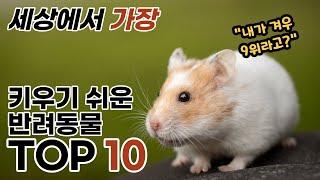 가장 키우기 쉬운 동물 TOP 10, 집안에서 키울수있는 동물랭킹, 햄스터가 겨우9위라고?