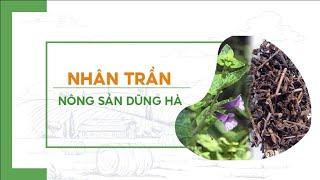 Khám Phá Công Dụng Tuyệt Vời Của Lá Nhân Trần Trong Điều Trị Bệnh Tật