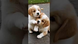 cute puppies playing cute video #dog #puppy #puppies #dogs #doglover #dogvideos #cutedog #cutepuppy