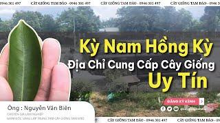 Trầm Hương Kỳ Nam Hồng Kỳ | Địa Chỉ Cunng Cấp Cây Giống Uy Tín