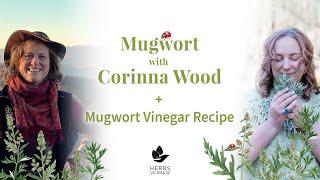 Mugwort with Corinna Wood + Mugwort Vinegar