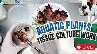 LIVE Aquatic Plants Tissue Culture with Francisco