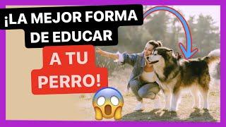 ESTE es el MEJOR SISTEMA para EDUCAR un PERRO  - ¡DESVELO MI MÉTODO! 