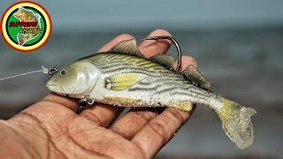 Snook Love This Lure! (The Best Lure For Beach Snook?)