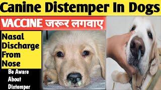 Canine Distemper Treatment || CD Treatment || Distemper In Dogs || Canine Distemper In Dogs || dogs