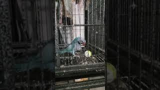 moustache parrot playing with balls #funny #cute #parrot #bird #moustacheparrot #viralvideo #ball