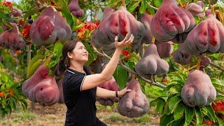 WOMAN Harvesting Tropical Sweet Peach Hybrid Pear - Fish stew with horse bones recipe | Farm Life