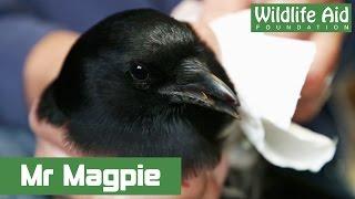 Magpie bites the hand of Simon Cowell!