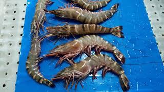 SEAFOOD PROCESSING / PRAWNS CLEANING AND PACKING