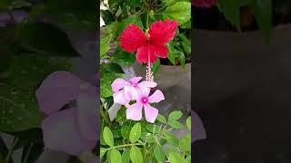 summer plants ️#ytshorts #viralsongdhana #nature #gardenplants