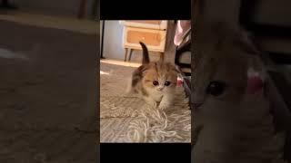 Warning: This Kitten Is Too Adorable to Handle!" #cute #cat #kitten #meow #funny #shorts