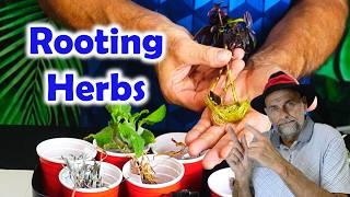 Rooting Herbs Using Water - Grow Indoors for Winter