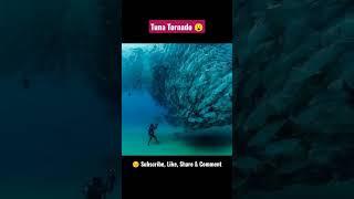 Tuna Tornado ️... Look at All Those Fishes 