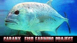 Caranx Fish Farming Project in the Sea - A New Model of Growing Fish