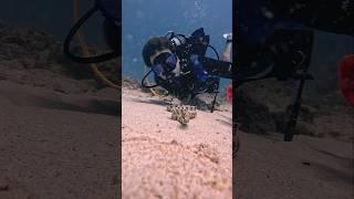 Snow Flake Eel Selfie #USA #marinelife #marinemystery #sea #OCEAN #GOPRO #RELAXATION