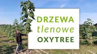 Poznaj Oxytree! Szybko rosnące drzewo tlenowe