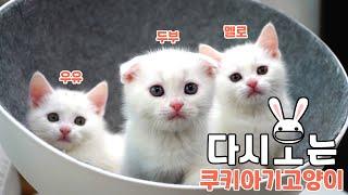 Kitten Triplets Binge-Watching (ENG SUB)