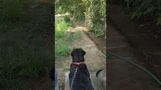  Dog Reaction on Monkey |#shorts #youtubeshorts #lebra #dog #trending #trendingshorts #viral