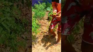  வாத்து முட்டையில் போட்ட  ஆம்லெட்டா⁉️ /  vathu muttai amlet / #shorts #trending #village