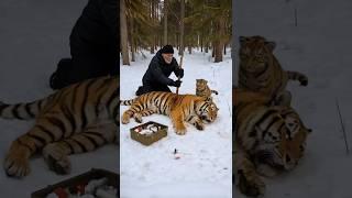 Brave Siberian Tiger Cub Fights to Save His Injured Mother with a Hermit’s Help #rescue #humanity