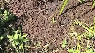 Frog Army Video Full - UK Man puts 1.4 million Tadpoles in Garden Pond - Ecological Concern