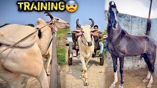 SINGHAM Ki GANGA SNAN Ki Training Shuru Krdi ( Cow Running)